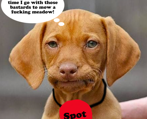spot-the-dog