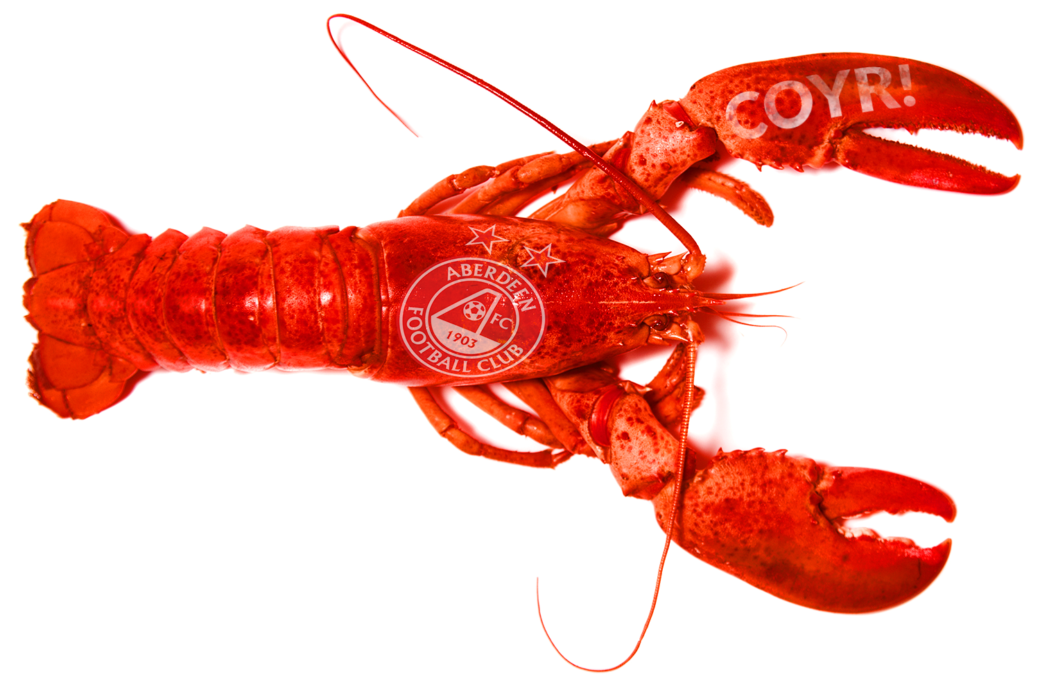 afc lobster