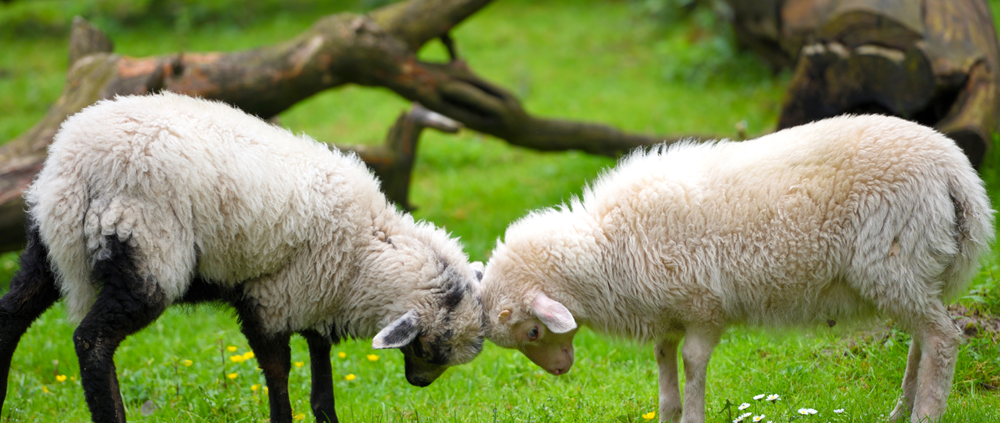 aberdeen fc sheep